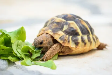 Co je żółw domowy i jak zadbać o jego zdrowie i dietę?