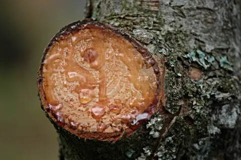 Resina fresca goteando de un corte en un tronco de árbol. Si buscas como quitar resina de la madera, este es un ejemplo de su estado natural.