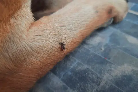 Mosquito succionando sangre de la pata de un perro, un ejemplo de los tipos de picaduras en perros.
