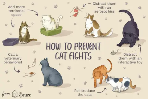 An orange cat lunges towards a calico cat, illustrating how to prevent cat fights.