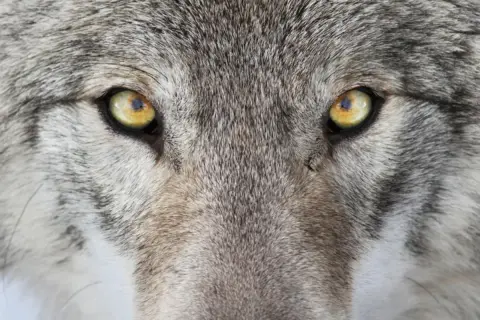 Ojos penetrantes de un lobo, un animal espiritual que irradia sabiduría ancestral y fuerza salvaje.