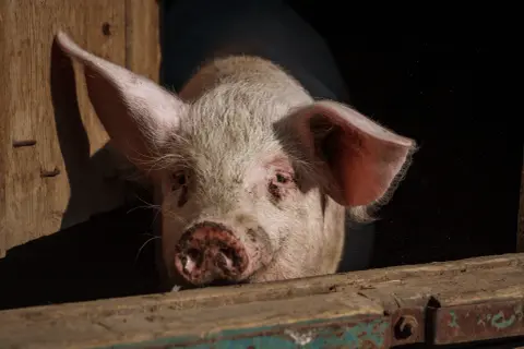 Un cochon rose, peut-être un verrat, regarde hors d'une étable en bois. La différence entre porc, cochon et verrat est subtile.