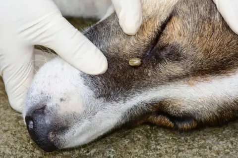 Rękawiczka weterynarza usuwa kleszcza łąkowego z ucha psa.