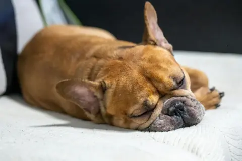Ein brauner Französischer Bulldogge schläft tief und fest. Man hört ihn leise grunzen beim Schlafen.