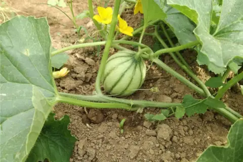 Un piccolo melone giallo, ancora acerbo, cresce tra le foglie verdi e i fiori gialli. È il suo periodo di sviluppo.