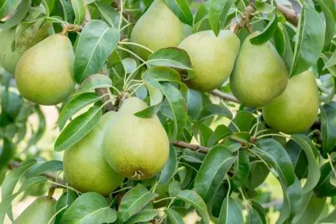 Gruszki dojrzewające na drzewie Pyrus, zielone i soczyste, otoczone liśćmi.