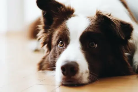 Border collie szczeniak: Dieta idealna? Wybierz karmę świadomie!