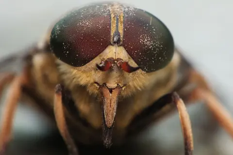 Makro zbliżenie na głowę bąka bydlęcego z wielkimi, fasetkowymi oczami i ostrym aparatem gębowym.
