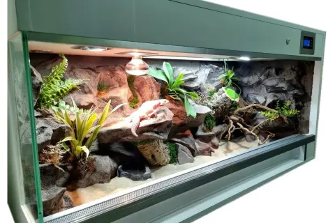 Idealne terrarium dla gekona lamparciego: skalne kryjówki, rośliny i ciepło. Gekon wygrzewa się na skale.