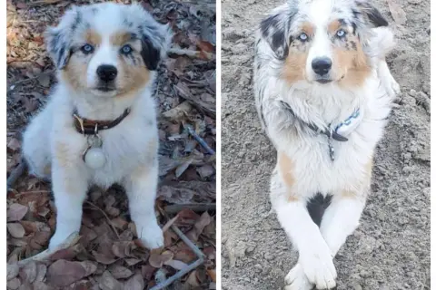 Zwei Australian Shepherds mit faszinierenden, colored eyes. Ein Welpe sitzt im Laub, der andere liegt entspannt im Sand.