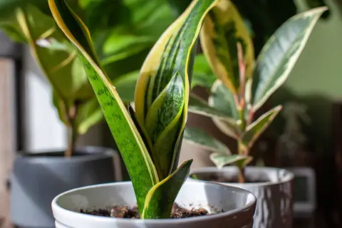Plantes d'intérieur aux feuilles vertes et jaunes, dont des types de dracaena, dans des pots blancs et gris.