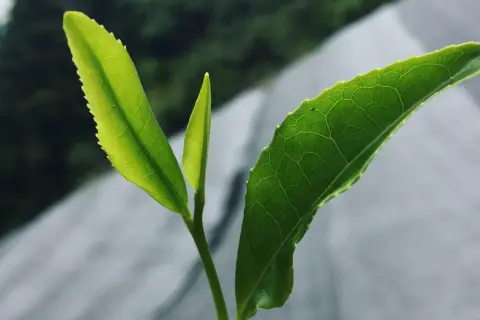 Jeunes pousses vertes d'un théier, rappelant d'où vient le matcha.