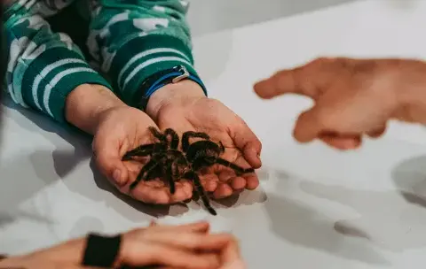 Kto je pająki? Odkryj ich fascynujący świat i rolę w ekosystemie