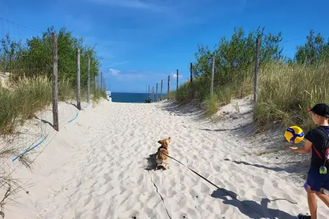 Plaża zachodnia Łeba. Piesek na smyczy i chłopiec z piłką do siatkówki idą piaszczystą ścieżką w stronę morza.