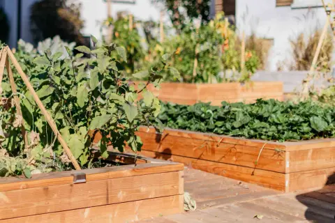 Beautiful diy planter boxes filled with lush plants, including what looks like eggplant and strawberries, create a vibrant garden scene.