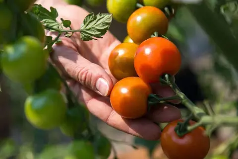 En hand plockar mogna tomater friland sorter. Gröna och orange tomater hänger på grenar i solljus.