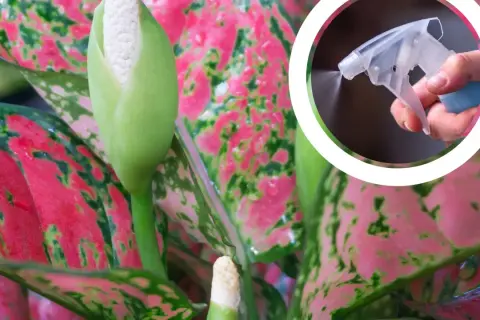 Aglaonema kwiat z pąkiem, w tle ręka z atomizerem spryskująca roślinę.