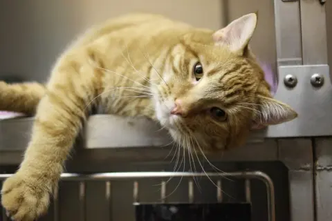 Gewürze für Katzen: Sicher oder giftig? Der große Ratgeber