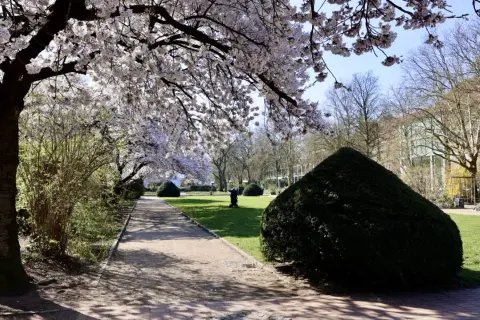 Kirschblüten säumen den Weg am Platz der Republik Hamburg. Ein Spaziergänger genießt die Frühlingssonne.