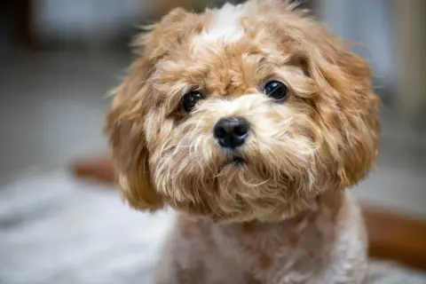 En söt, fluffig hund med mjuk päls, en perfekt allergifri hund för alla.