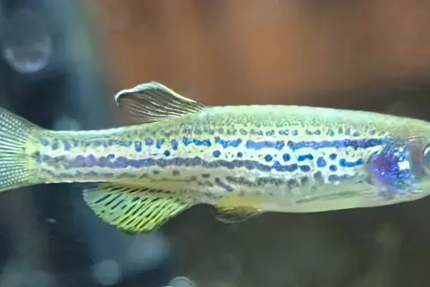 Małe, błyszczące rybki akwariowe danio z niebieskimi plamkami pływają w akwarium.