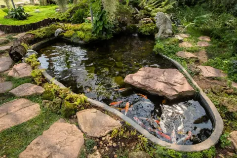Un étang 1000m2 paisible, peuplé de carpes koï colorées, bordé de pierres et de végétation luxuriante, avec une statue de lion gardien.