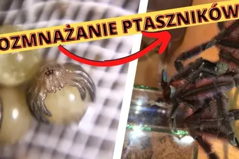Jak rozmnażają się pająki? Od zalotów po kanibalizm poznaj sekrety.