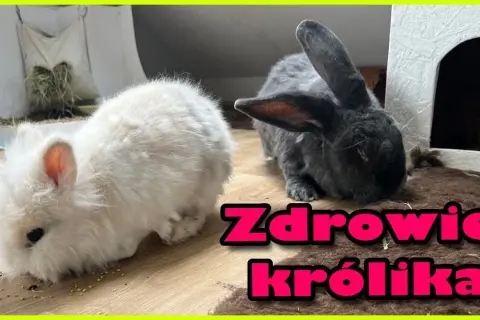 Czy z królikiem trzeba chodzić do weterynarza? Kluczowe informacje o zdrowiu