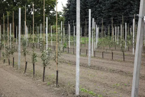 Młode drzewka owocowe w rzędach, podparte palikami, czekają na najlepszy czas, kiedy sadzić drzewka owocowe, by pięknie rosły.