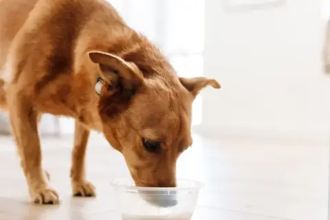 Rudy piesek z zaciekawieniem pije coś z miseczki. Czy pies może kefir? Ten psiak chyba tak, bo wygląda na zadowolonego.