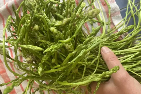 Une main tient un bouquet d'asperges sauvages vertes et fines, prêtes à être cuisinées.