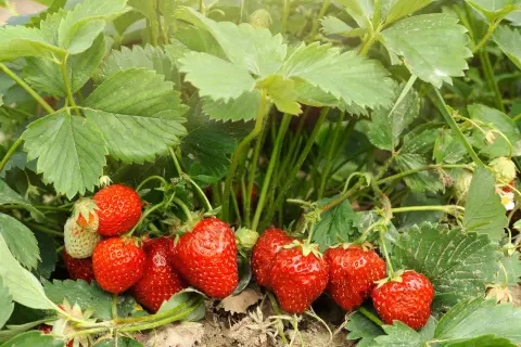 Reife, rote Erdbeeren wachsen üppig im Sonnenschein. Die grünen Blätter und Stiele zeigen, dass das Pflanzen von Erdbeeren erfolgreich war.