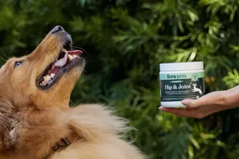 Złoty retriever z otwartym pyskiem czeka na przysmak. Dłoń trzyma opakowanie FeraPaws Hip & Joint, wspierające stawy i mobilność.
