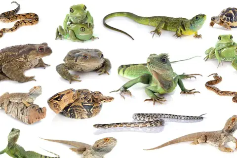 Jakie zwierzę do terrarium? Wybierz idealnego pupila na start