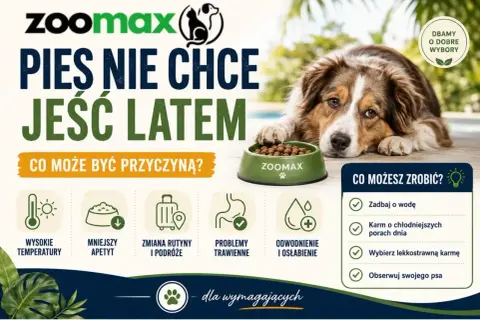 Pies nie chce jeść latem? Wysokie temperatury, zmiana rutyny, problemy trawienne mogą powodować brak apetytu u psa. Zadbaj o wodę i lekkostrawną karmę.