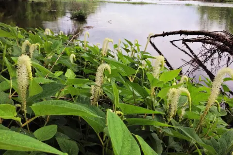 Plantes de Saururus cernuus aux fleurs blanches en forme de queue de renard, au bord d'une rivière calme.