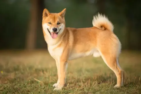 Uśmiechnięty shiba inu na trawie. Ile żyje taki pies? Średnio 12-15 lat, ale ten wygląda na wiecznie młodego!