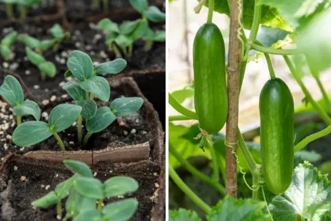 Små gurkplantor i krukor till vänster, och två mogna gurka baby som hänger på en planta till höger.