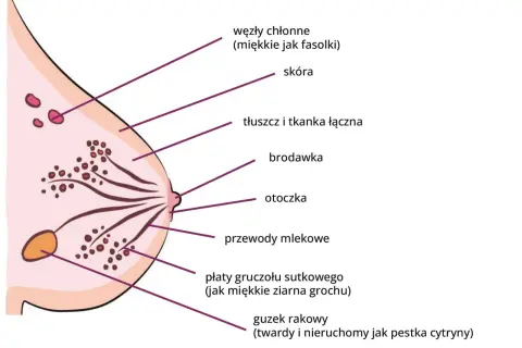 Masaż piersi: jędrność, zdrowie, samobadanie. Czy znasz wszystkie korzyści?