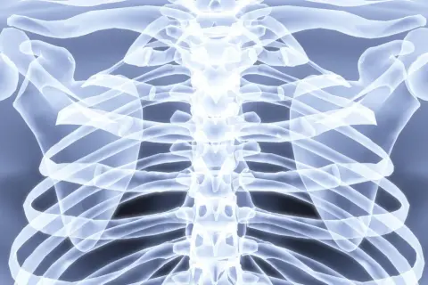 Przezroczysty szkielet klatki piersiowej z widocznym kręgosłupem i żebrami.