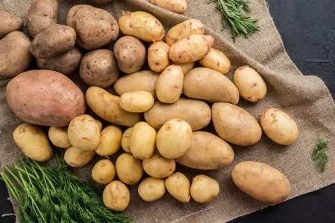 Un tas de pommes de terre de différentes tailles, parfaites pour un régime équilibré. Des herbes fraîches ajoutent une touche de couleur.