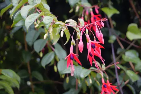 Hängende, leuchtend rote und pinke Fuchsienblüten mit dunklen Zentren, umgeben von grünen Blättern. Ein idealer **Fuchsien Standort** für diese zarten Schönheiten.