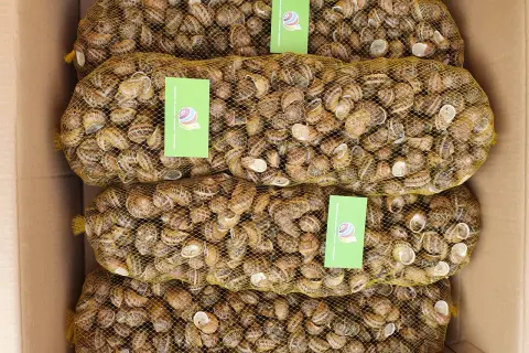Cztery worki pełne ślimaków w kartonie. Zastanawiasz się, ile kosztuje 1 kg ślimaków w skupie?