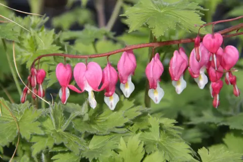Grappe de fleurs roses en forme de cœur de Marie, pendantes sur une tige rouge, avec des feuilles vertes floues en arrière-plan.