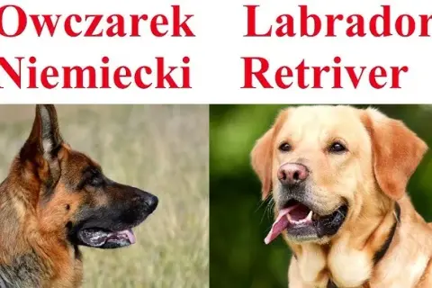 Owczarek niemiecki suczka czy pies - który wybór jest lepszy dla Ciebie?