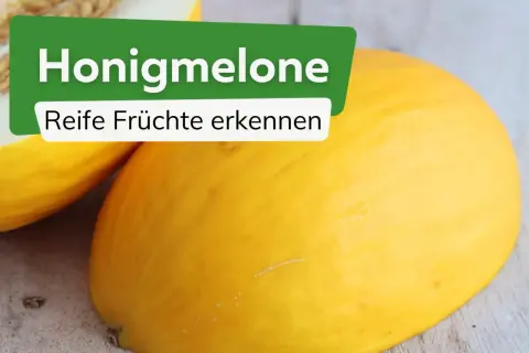 Zwei reife Honigmelonen liegen auf einem Holztisch. Die grüne Tafel mit weißer Schrift fragt: "Honigmelone wann reif? Reife Früchte erkennen".