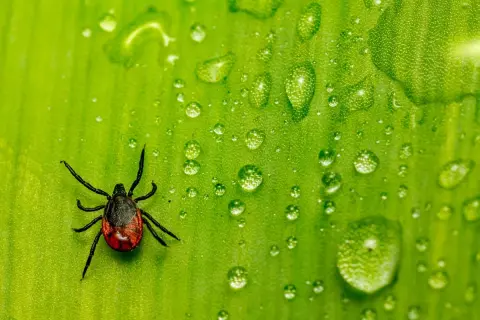 Kleszcz na zielonym liściu, otoczony kroplami rosy. Spirytus mrówczany na kleszcze to domowy sposób na pozbycie się tego pasożyta.