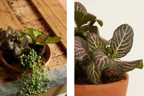 Close-up of a Fittonia plant with striking pink veins on dark green leaves. This plant is not toxic to cats, offering peace of mind for pet owners.