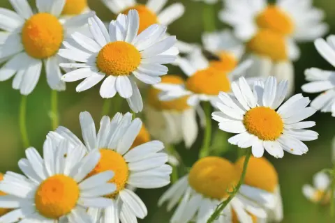 Camomila, también conocida como manzanilla, florece con pétalos blancos y centros amarillos vibrantes.
