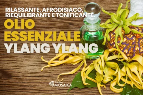 Olio essenziale di ylang ylang, noto per le sue proprietà rilassanti e afrodisiache. Fiori gialli e boccetta di olio su fondo in legno.